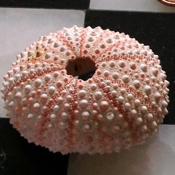 Dollhouse Mini Rare Barbie Mattel Shark 2010 T7018 AND Sea Urchin With Seashells - Picture 4 of 16